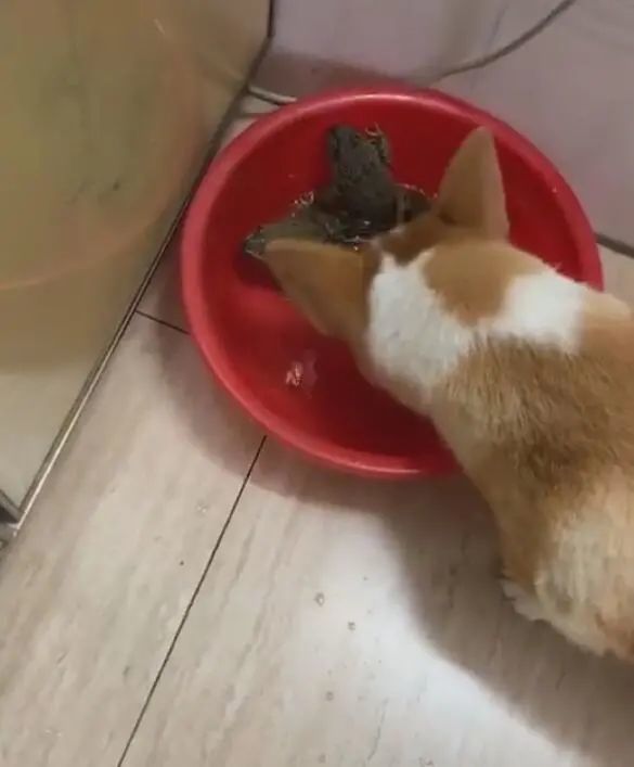 柯基犬害怕青蛙缺水死掉 不停给青蛙供水 太单纯了 腾讯新闻