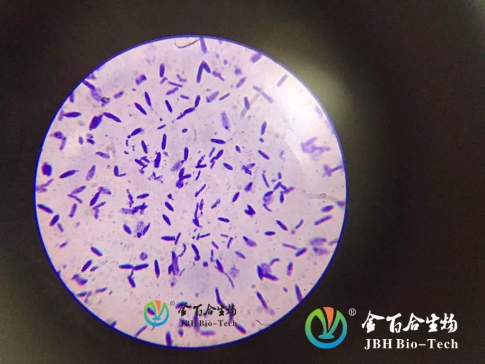 氏细胞等组成,细胞间连接有紧密连接,缝隙连接,黏附连接及桥粒连接等