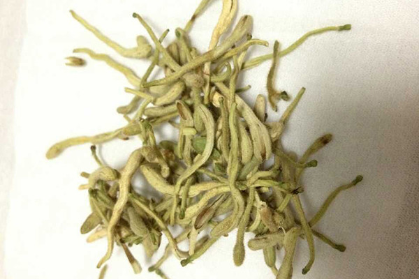 黄芪搭配蒲公英,补肾益脾
