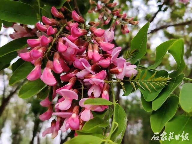 石家庄市街头红槐花开绮丽生香