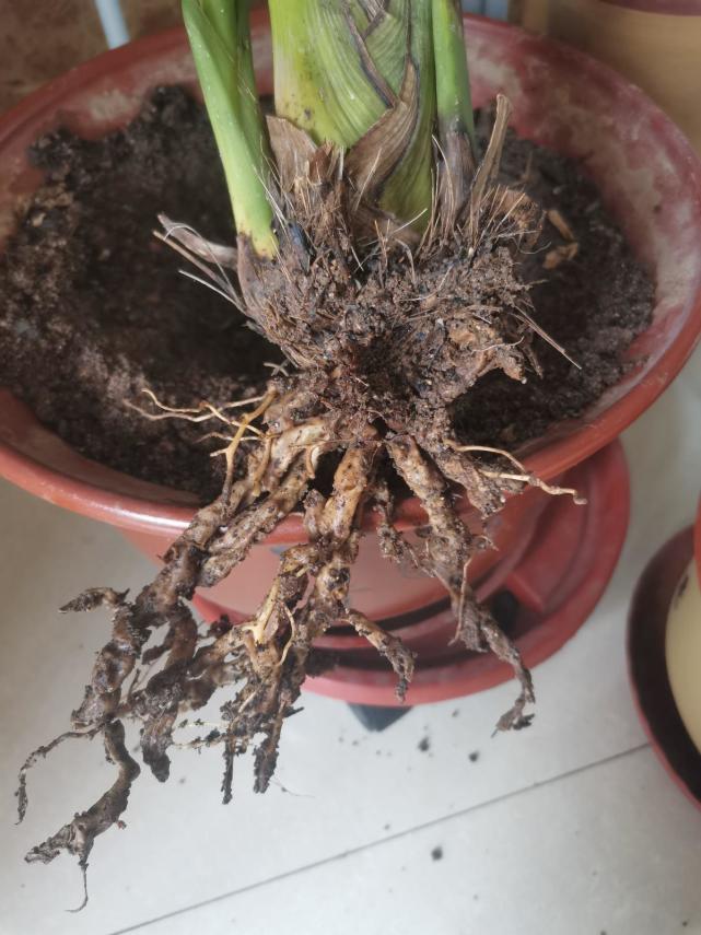 植物烂根不要怕,简单几步,就能妙手回春!|烂根|多肉