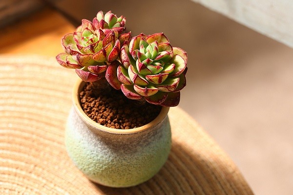 家养盆栽丹尼尔的养殖方法和注意事项是什么|丹尼尔|盆栽|多肉