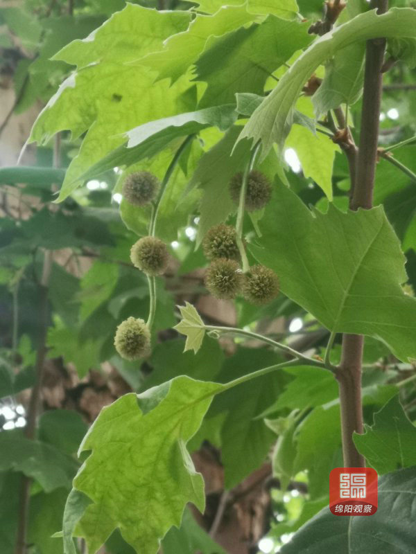 法国梧桐"絮"意伤害咋办?绵阳打算这样