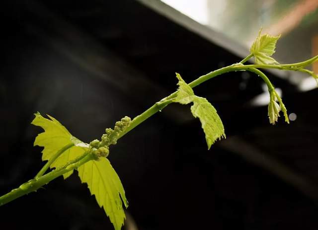 5月葡萄管理要點副梢處理的好壞直接影響坐果到底怎麼做