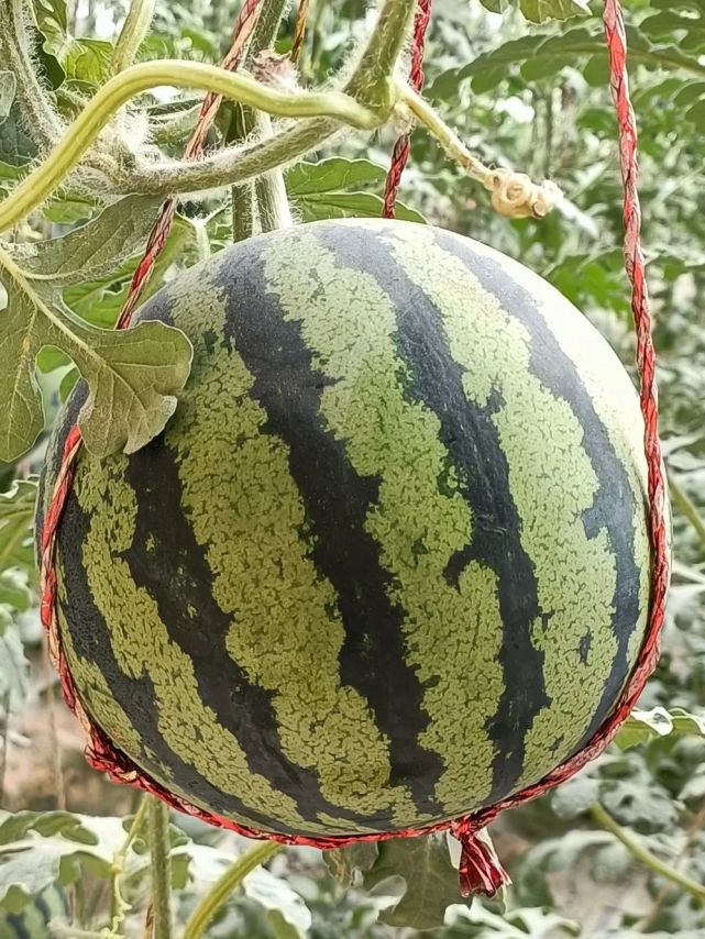 美丽西瓜波姬红无花果无花果采摘高沙粒枣大樱桃樱桃采摘德贝利西红柿