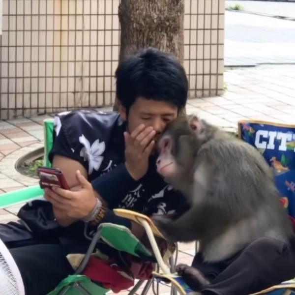 疯狂猴子学人类说"悄悄话",点外卖看美女,幸亏我进化得早