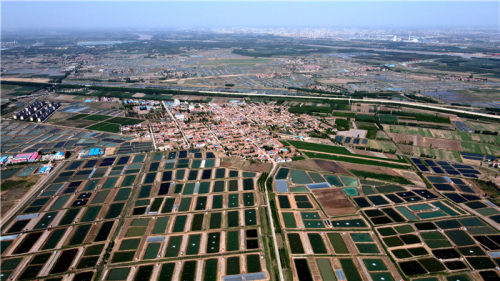 博兴县乔庄镇万亩虾塘生态美