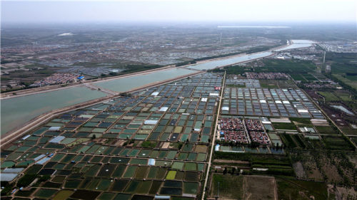 博兴县乔庄镇万亩虾塘生态美