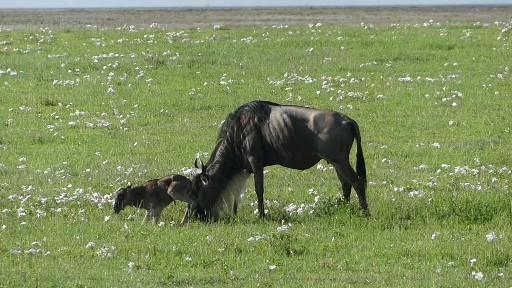 马赛马拉掉队的角马妈妈悉心呵护着新生的幼崽