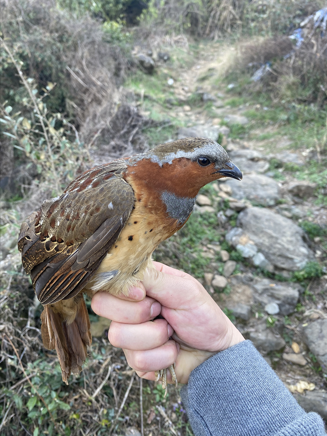 不曾把人類當敵人,不怎麼害怕人類,因此相比其他野鳥,