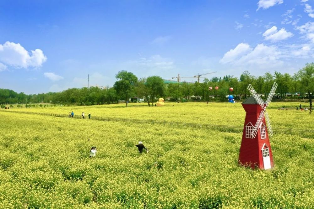 五一必打卡地京郊怪村油菜花花海
