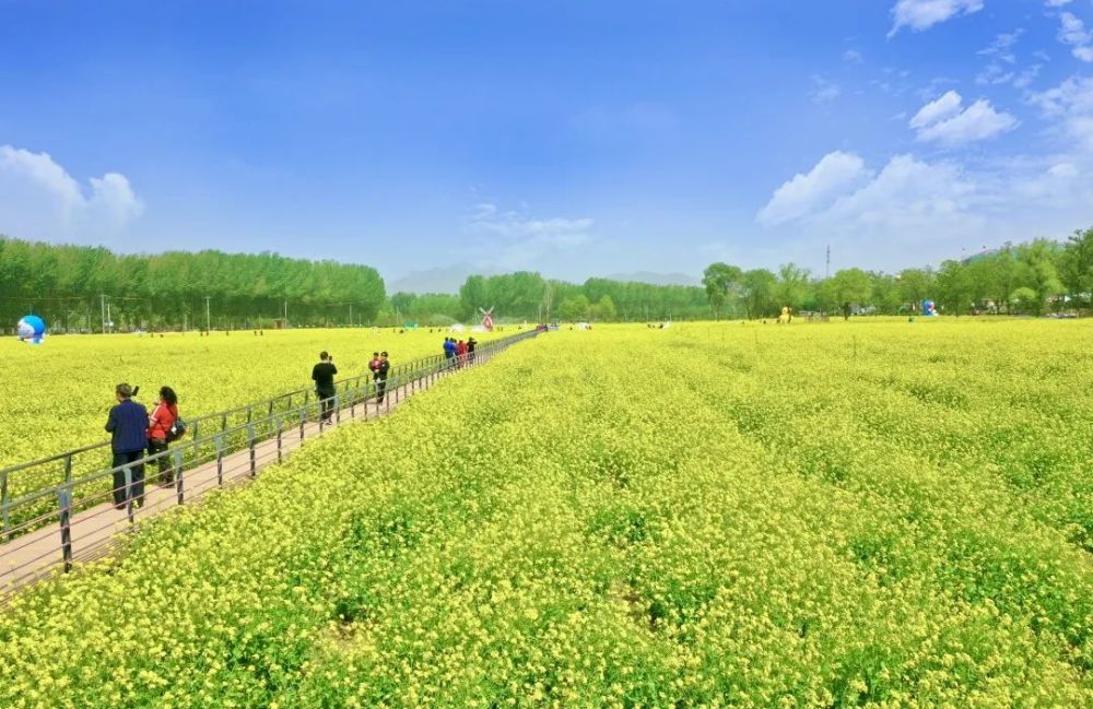 五一必打卡地京郊怪村油菜花花海