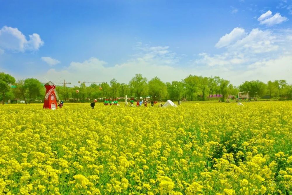 五一必打卡地京郊怪村油菜花花海