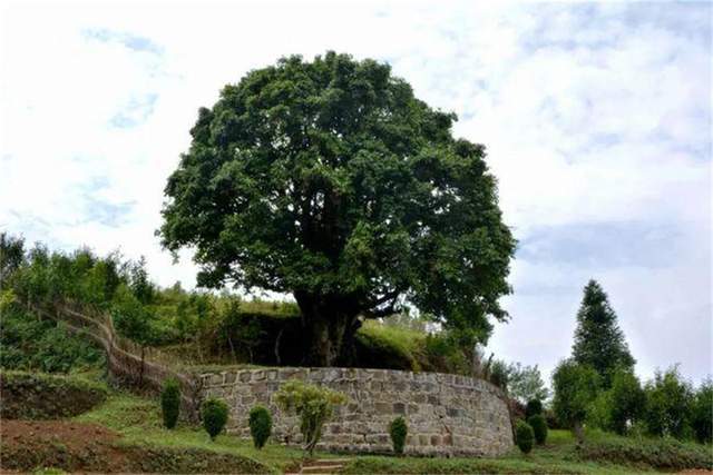 茶是用来品的而非用来炒作