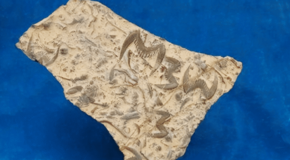 远古翔兽化石图片