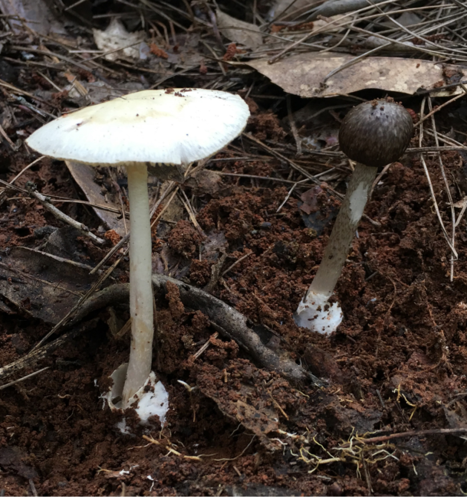 全國首個蘑菇中毒風險地圖出爐!岳陽這些地方存在低風險