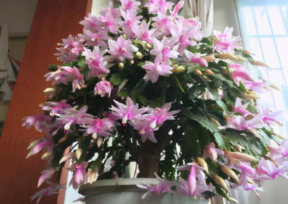 巧用这3样自制肥料养蟹爪兰枝叶郁郁葱葱开花勤又多