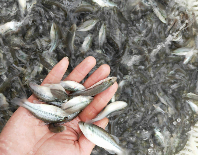 近期降雨過多造成加州鱸魚苗出現爛嘴爛尾怎麼辦