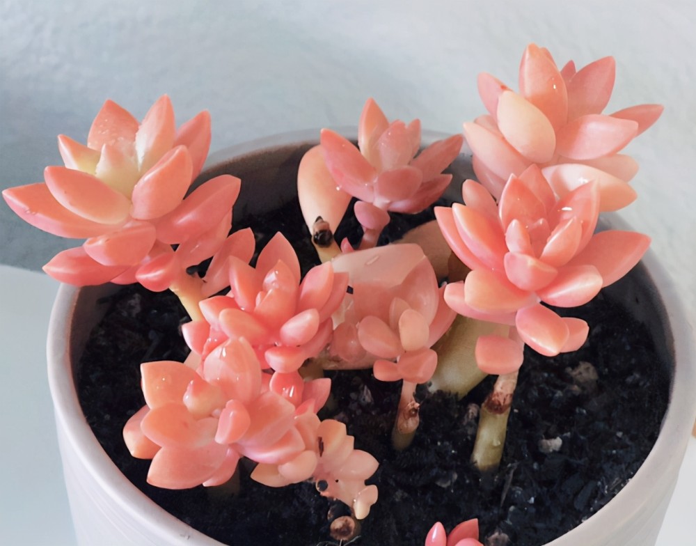 室外温度升至28度养玉露落实3点叶子水灵灵长得好