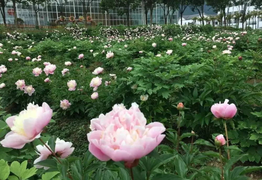 贵州│"五一"周边乡村游攻略来了!