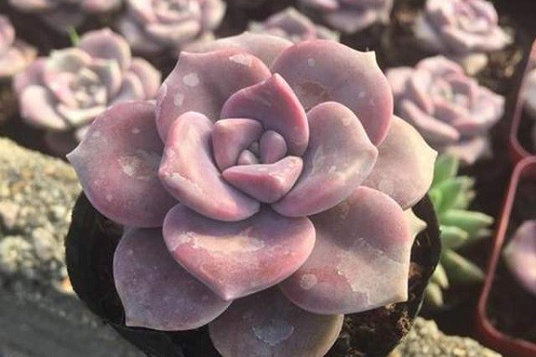 紫乐多肉夏季怎么浇水多长时间浇一次合适