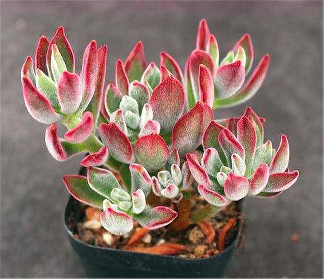 春季锦晃星徒长和3点有关做好后状态好很迷人