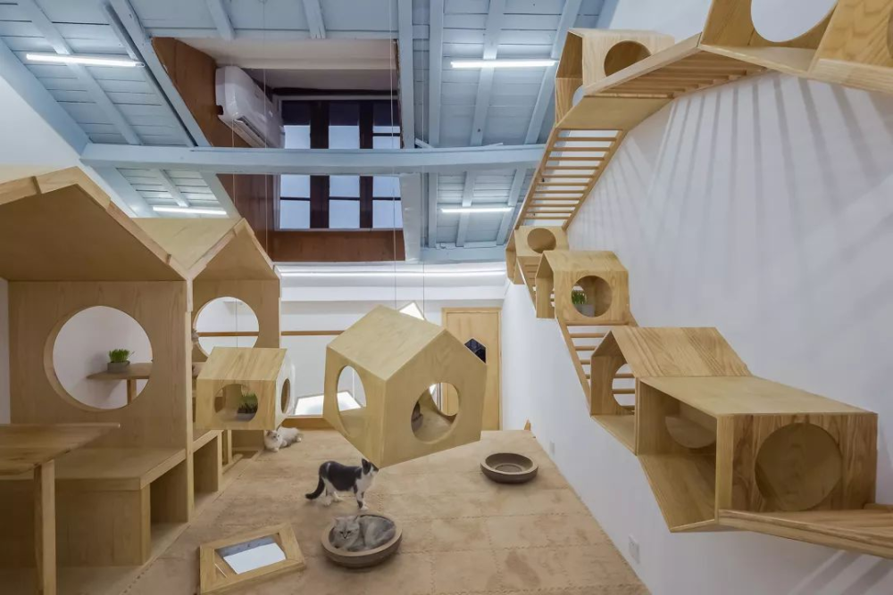 铲屎官集合萌宠嘉年华来袭360沉浸体验带上毛孩子来玩足一天