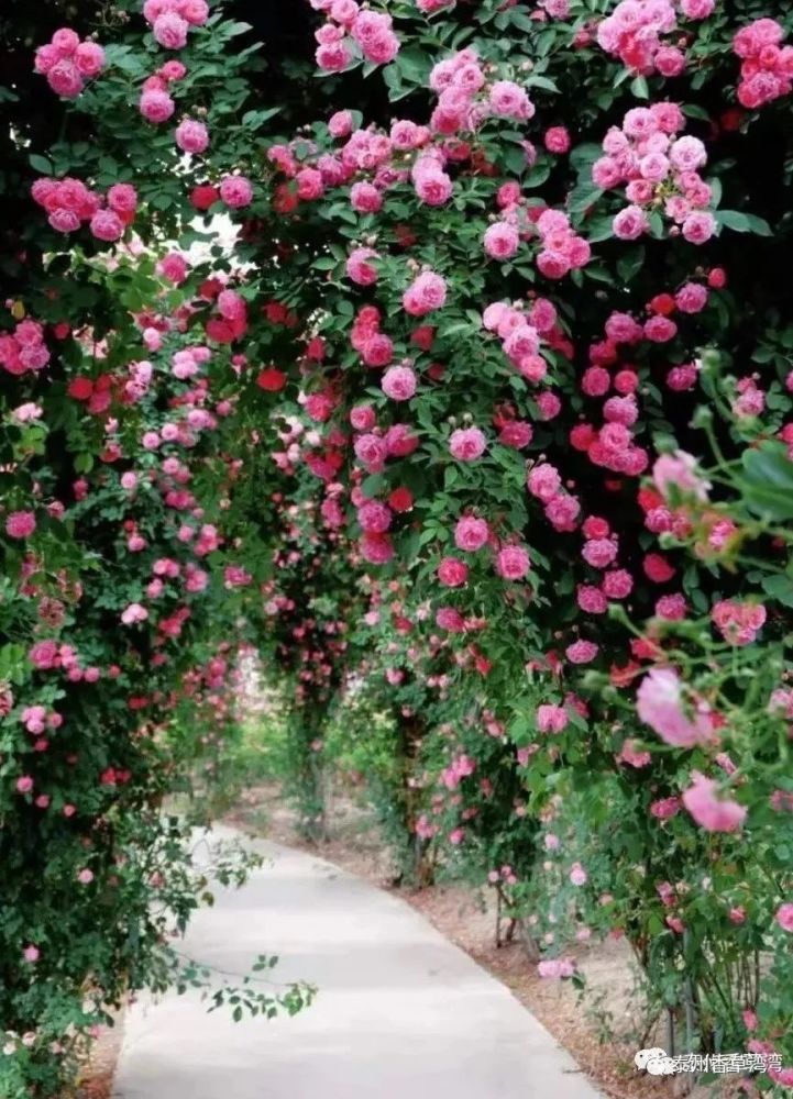 五一放价9块9泰州香草湾玫瑰花海浪漫盛开一起来见证爱情