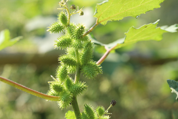 周口13岁男孩鼻炎奶奶迷信偏方吃苍耳结果肝衰竭