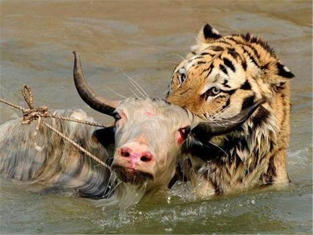 老虎是肉食性動物,他們尖利的牙齒和鋒利的爪子可不是擺設,獵殺食物時