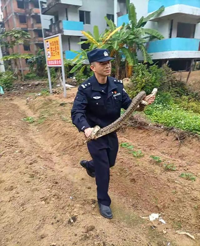 民警变身"捕蛇者"|人民警察|史振宇|珠海公安|陆先富|蟒蛇