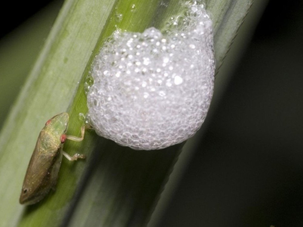 植物叶片上的"白色泡沫",并非是蛇的口水,而是它们的杰作