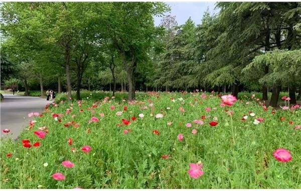 上海滨江森林公园虞美人花海即将进入最美赏花季 腾讯新闻