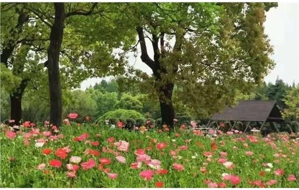 上海滨江森林公园虞美人花海即将进入最美赏花季 腾讯新闻