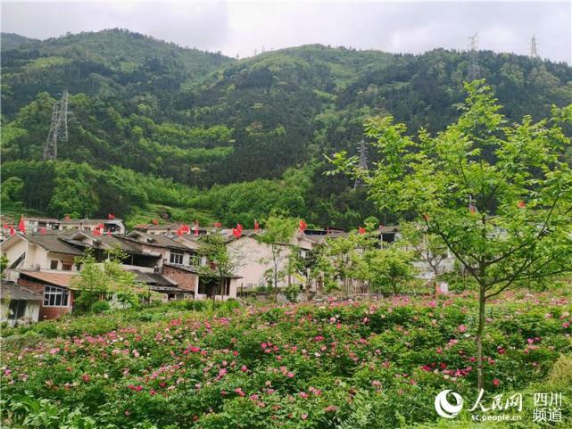 芍药花迎风招展渔子溪村前景可期