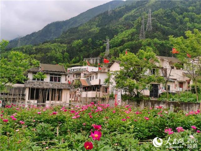 芍药花迎风招展渔子溪村前景可期