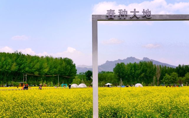 西六环边近郊最大油菜花田花期正盛|油菜花|油菜花海|怪村|王巍
