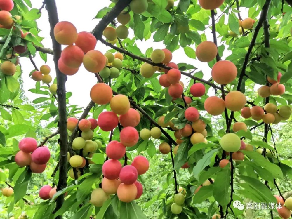 急急急宾阳白岩满树李子成熟无销路五一假期采摘游走起