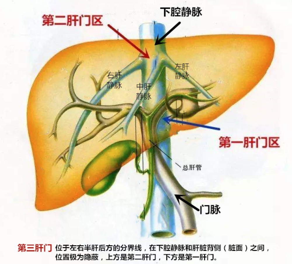 肝门解剖结构图图片