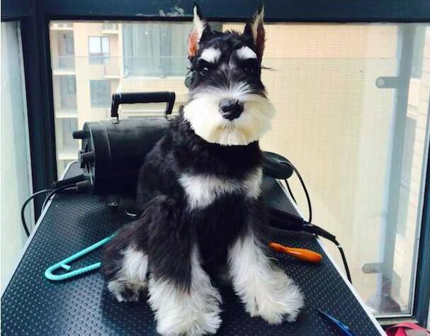 为什么大家都爱养雪纳瑞犬?这五点好处,看了不选都不行!