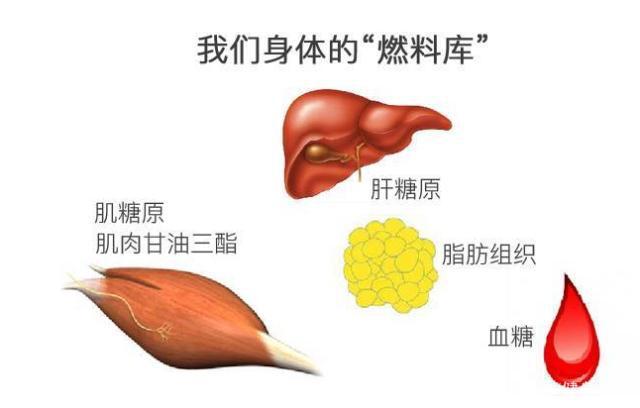 如何运用好自身胰岛素,让减脂更简单?想不瘦都难