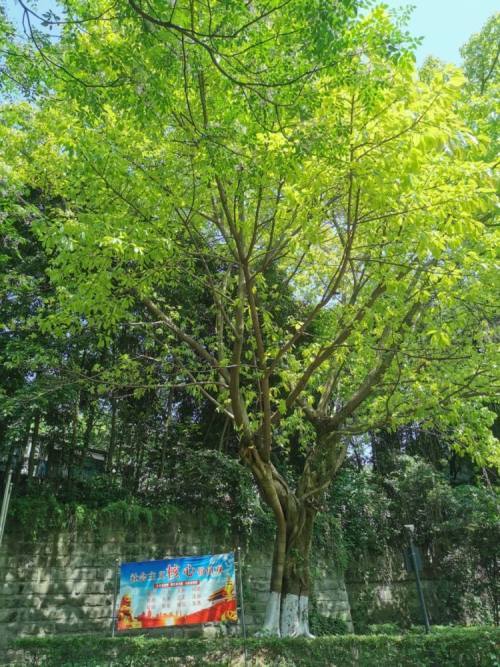 就在今日,涪陵"区树,区花"定了!