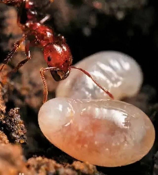 海南红火蚁如何防控专家支招来了