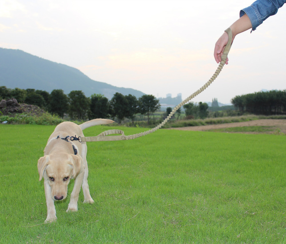 5 1文明养犬 1条牵引绳既保护好您的爱犬 还能获得更多赞赏 腾讯新闻