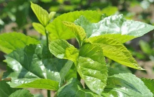 这种叶子泡水喝,血栓,高血压绕道走!5月吃正合适