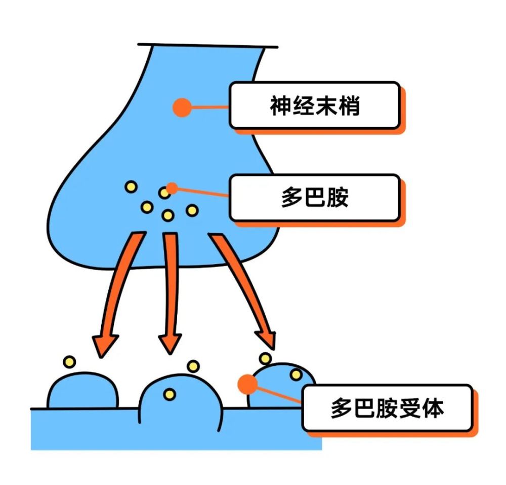 糖癮毒癮多巴胺獎賞系統深度解析野獸生活