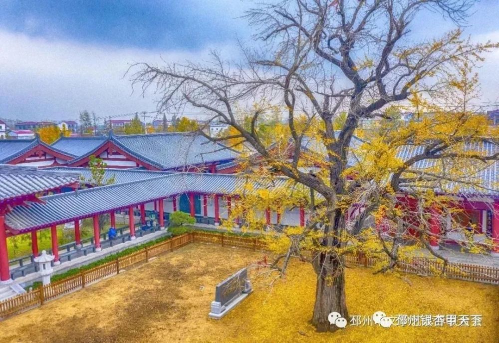 1700多岁的邳州四户"银杏王"生病了……已进行诊治