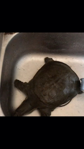 第一次杀甲鱼不会弄有点浪费食材了