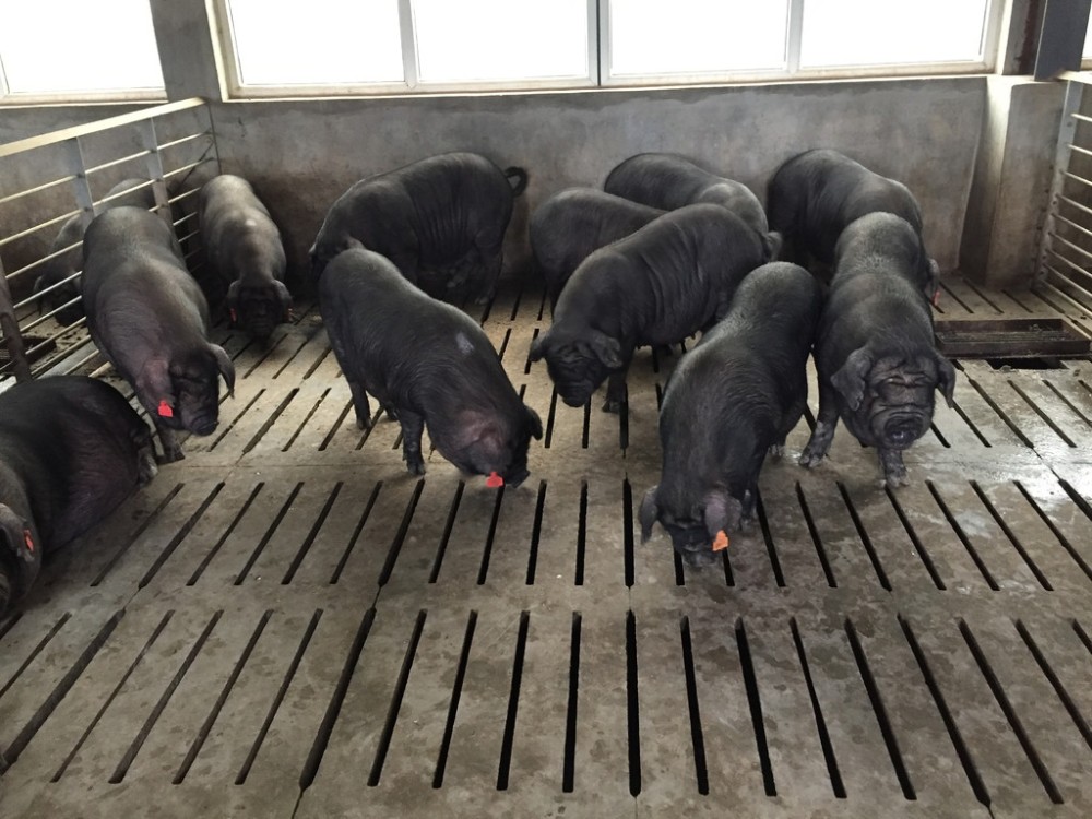 最快明年提供正宗回锅肉原料新希望六和正式引种成华猪