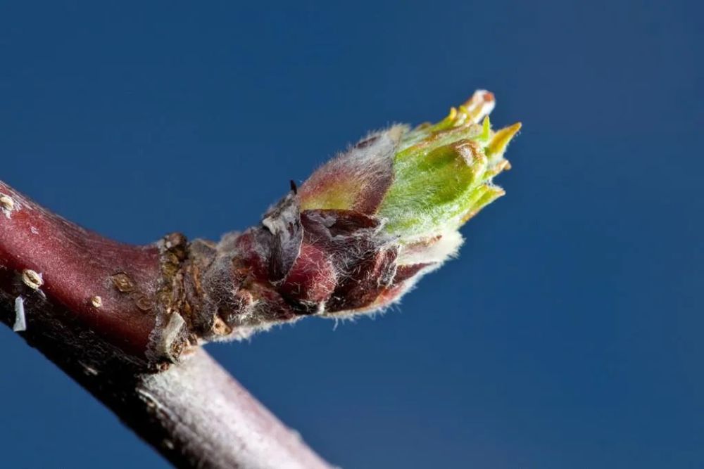 植物的芽有几种 如何利用其特点进行花卉养护 腾讯新闻